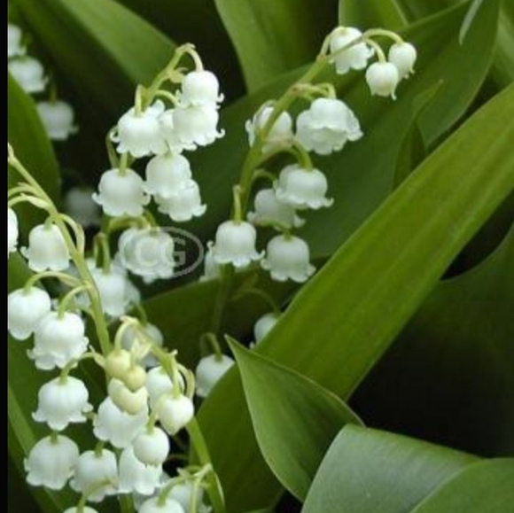 Other - Lily of the Valley Plants 25 plants for $30